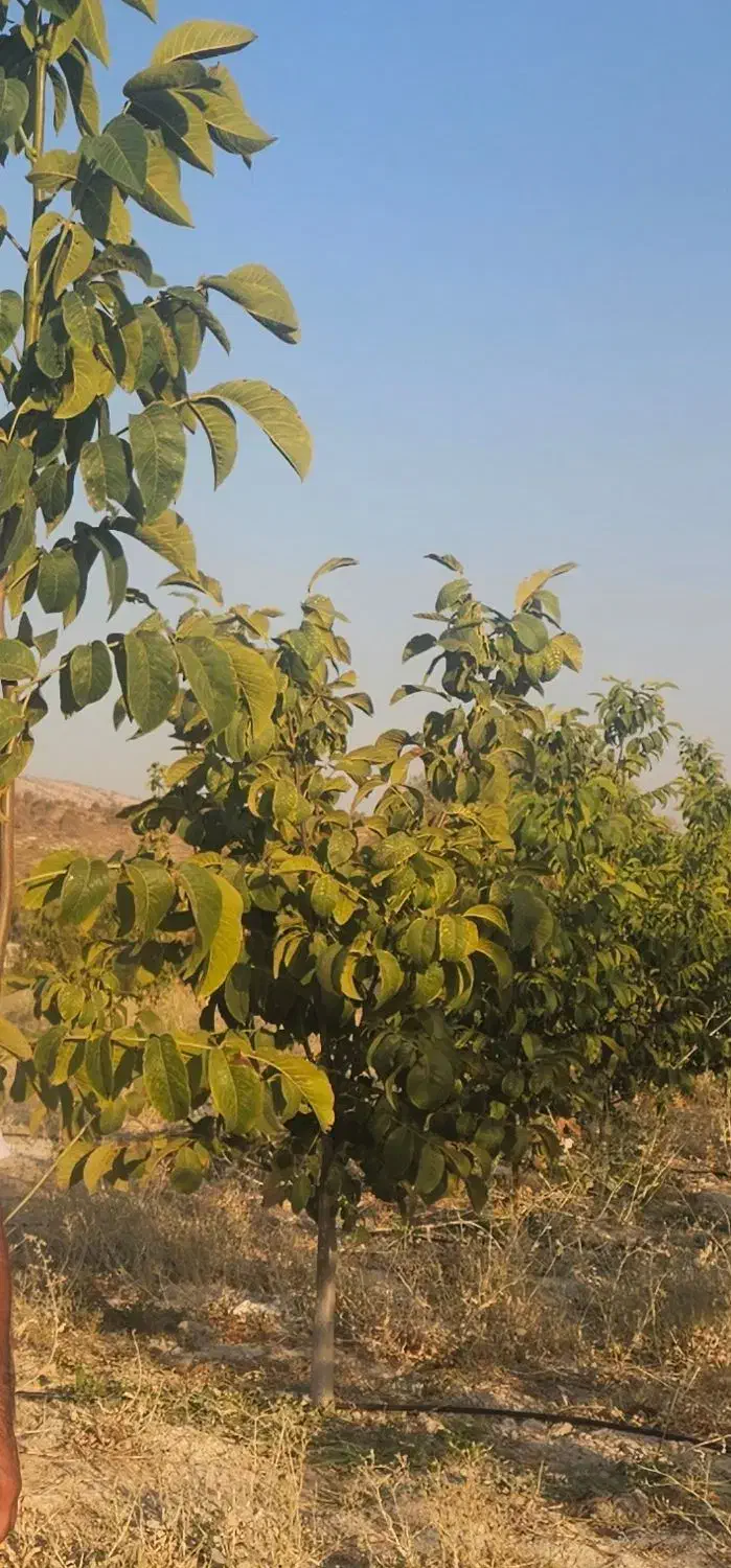 زمین باغ دارای آب|فروش دفتر صنعتی، کشاورزی، تجاری|ارژن, |دیوار