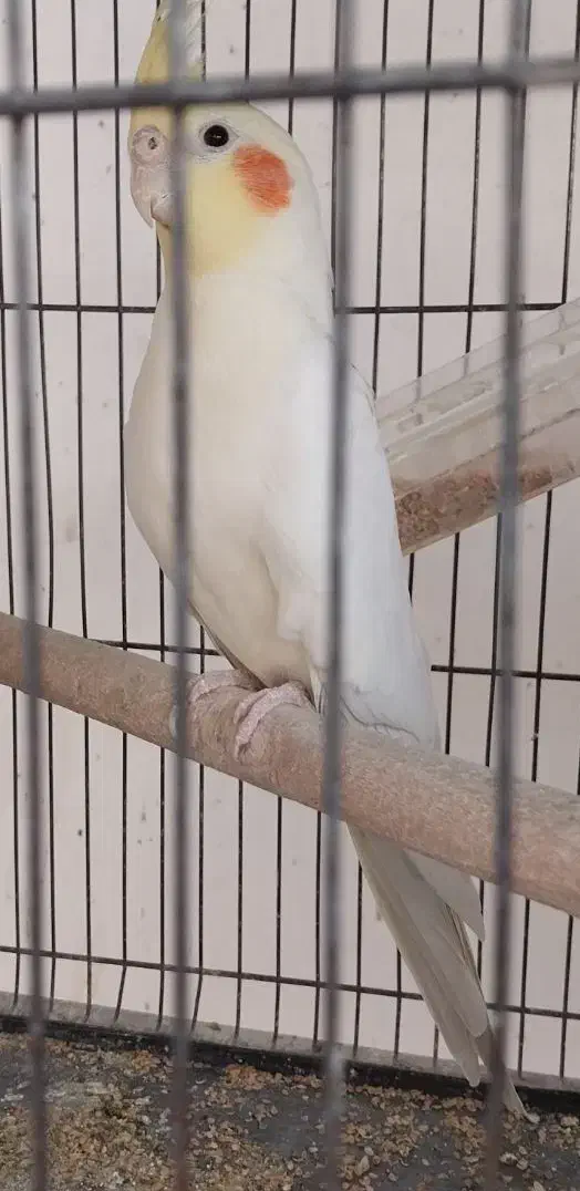 عروس هلندی|پرنده|خمینی‌شهر, |دیوار