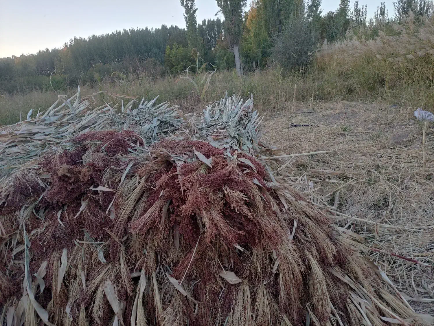 جارو|لوازم نظافت|زنجان, |دیوار