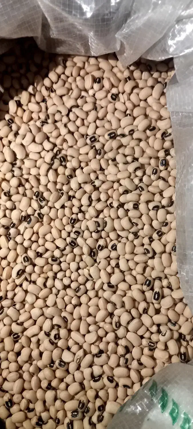 حبوبات به قیمت عمده|خوردنی و آشامیدنی|بومهن, |دیوار