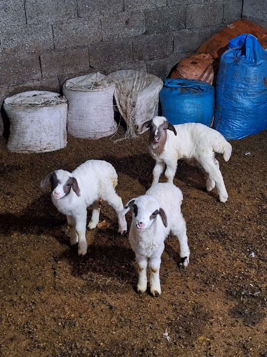 سه تابره ..دوتا نر یکی ماده بفروش میرسد|حیوانات مزرعه|حویق, |دیوار