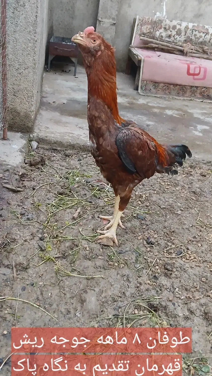 ۱۰ عدد مرغوخروس لاری اصیل|حیوانات مزرعه|میانه, |دیوار