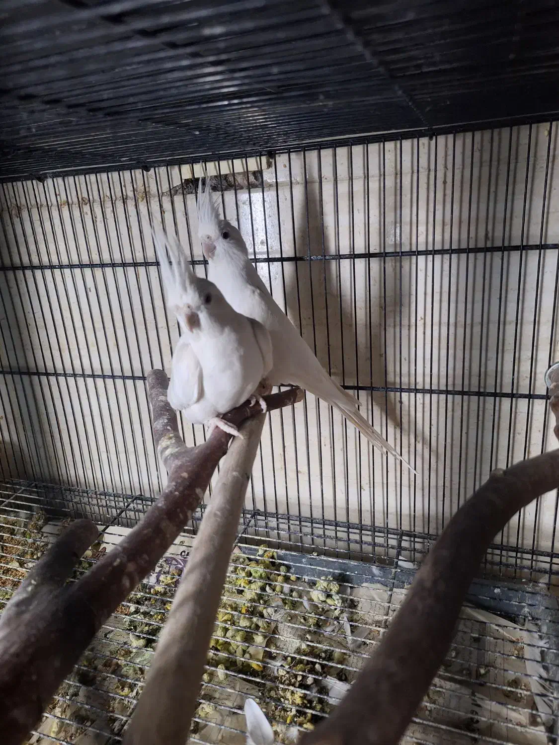 عروس هلندی البینو|پرنده|بندرعباس, |دیوار