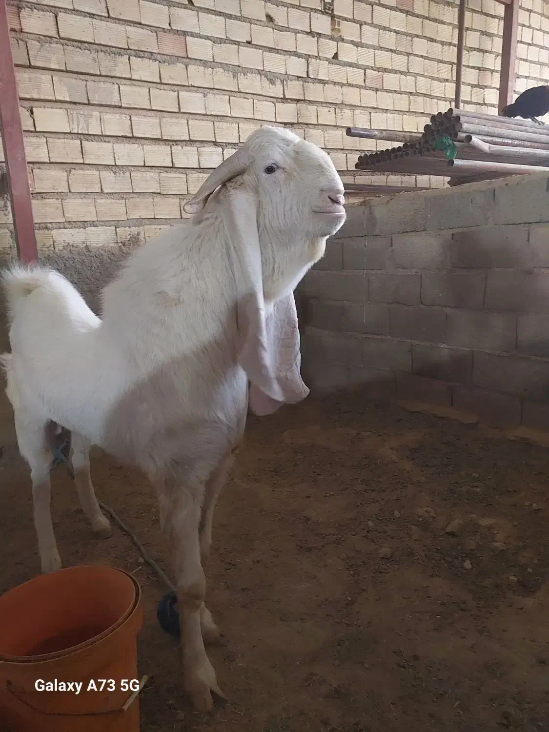 بز گلابی وارداتی|حیوانات مزرعه|فشاپویه, |دیوار