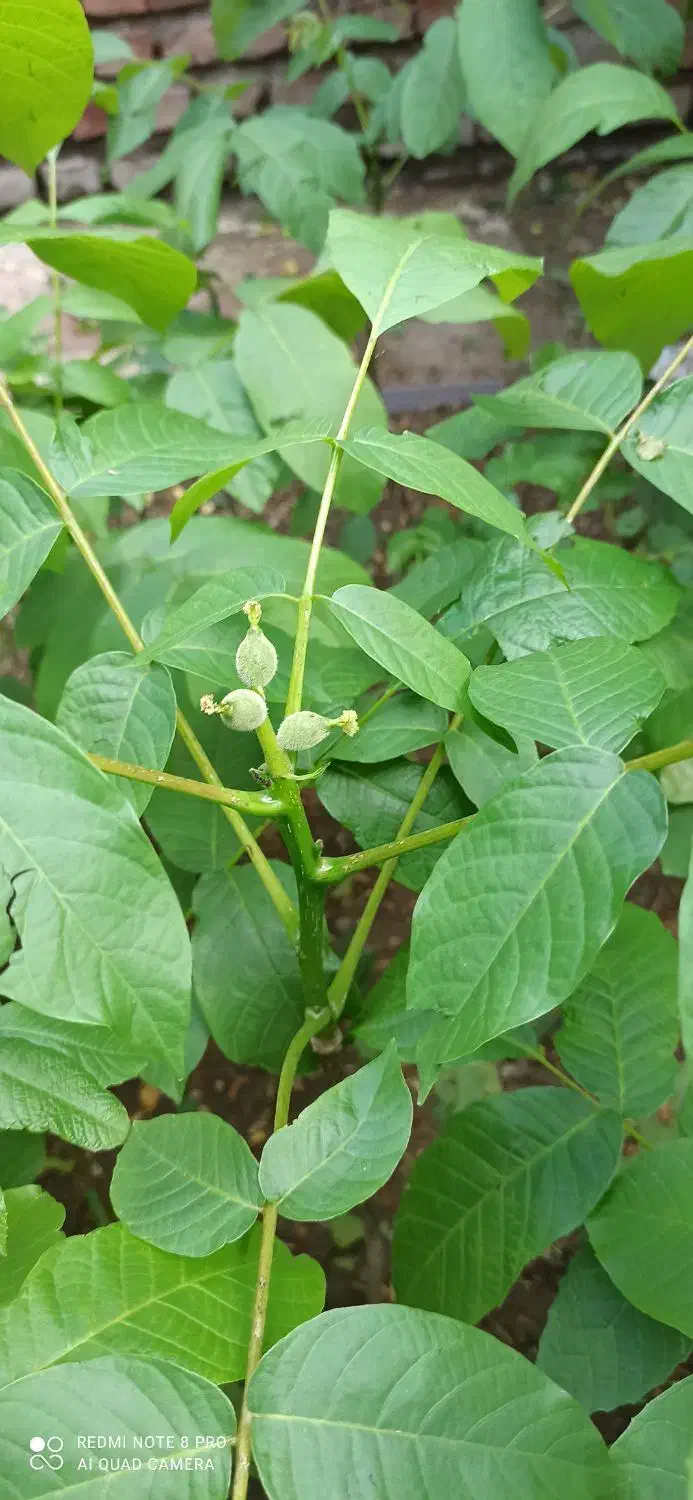 نهال گردو خوشه ای|خدمات باغبانی و درختکاری|مشگین شهر, |دیوار