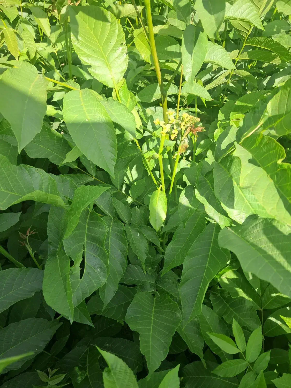 درخت  گردو خوشه ی|خدمات باغبانی و درختکاری|مرند, |دیوار