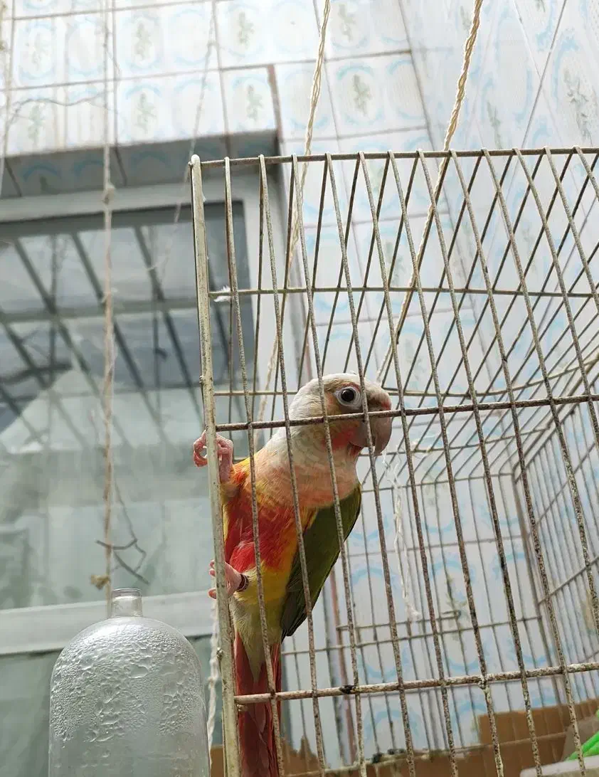 گرینچیک آناناسی مولد|پرنده|حمیدیا, |دیوار