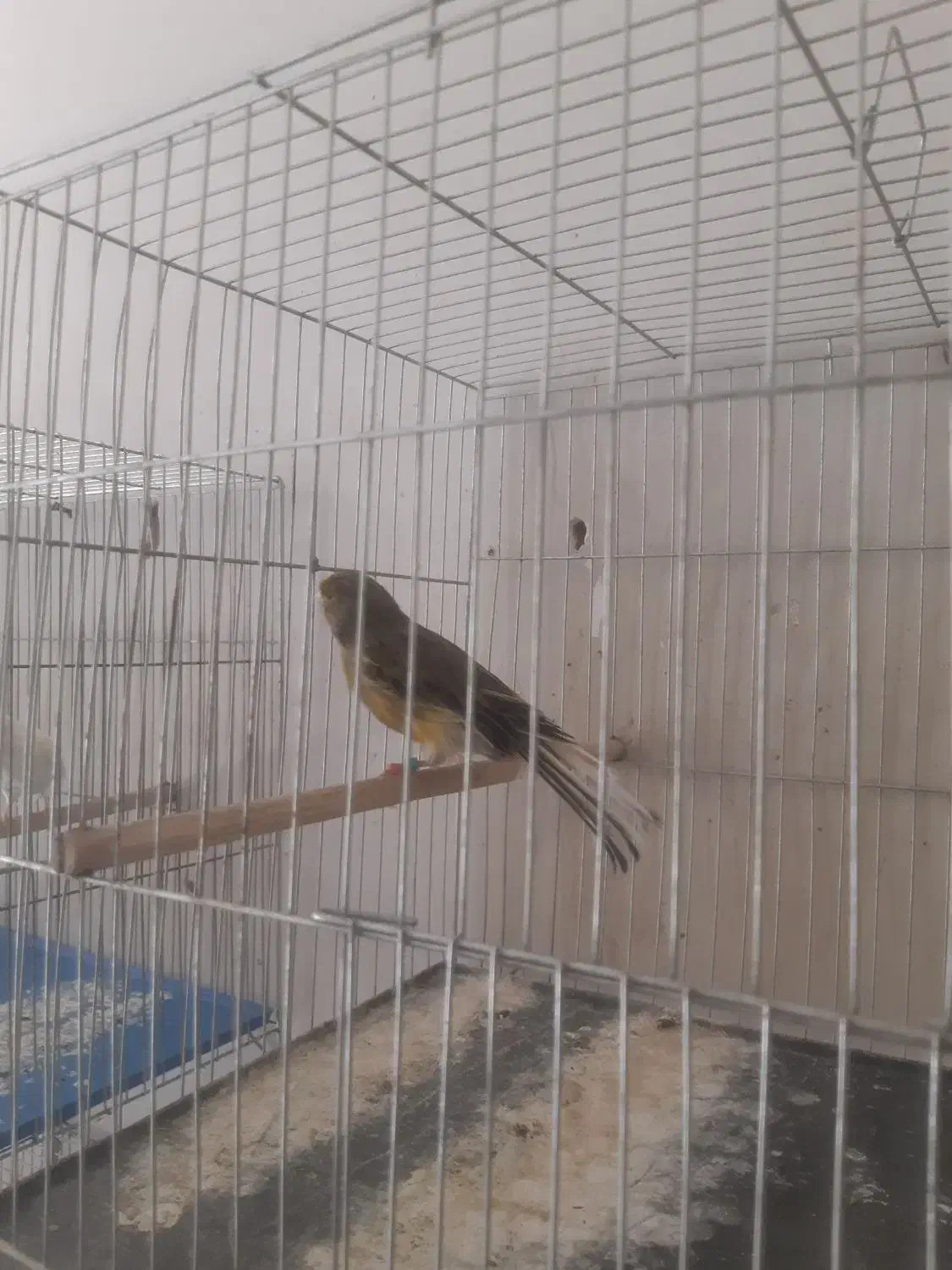 قناری دورگه خاص ابلغ خوشگل وسفید معمولی|پرنده|کرمان, |دیوار