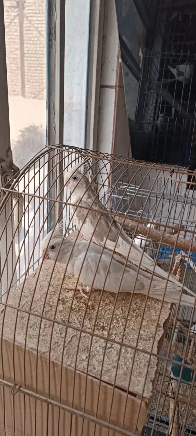 عروس هلندی|پرنده|رباط‌کریم, رباط‌کریم|دیوار