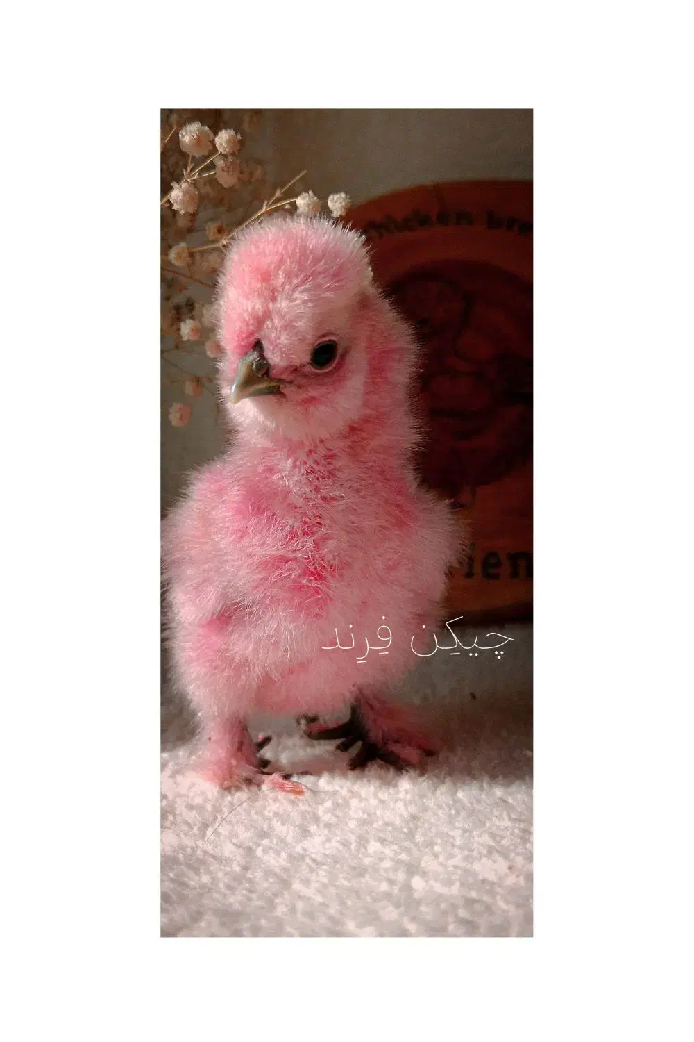 جفت مرغ و خروس زینتی و جوجه ابریشمی و تخم نطفه دار|حیوانات مزرعه|اصفهان, بهارانچی|دیوار