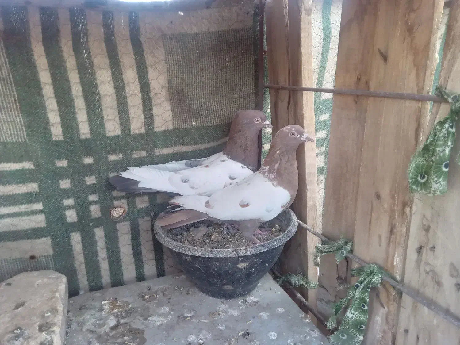 کفتر نقش و پرشی و پلاکی|پرنده|زارچ, |دیوار