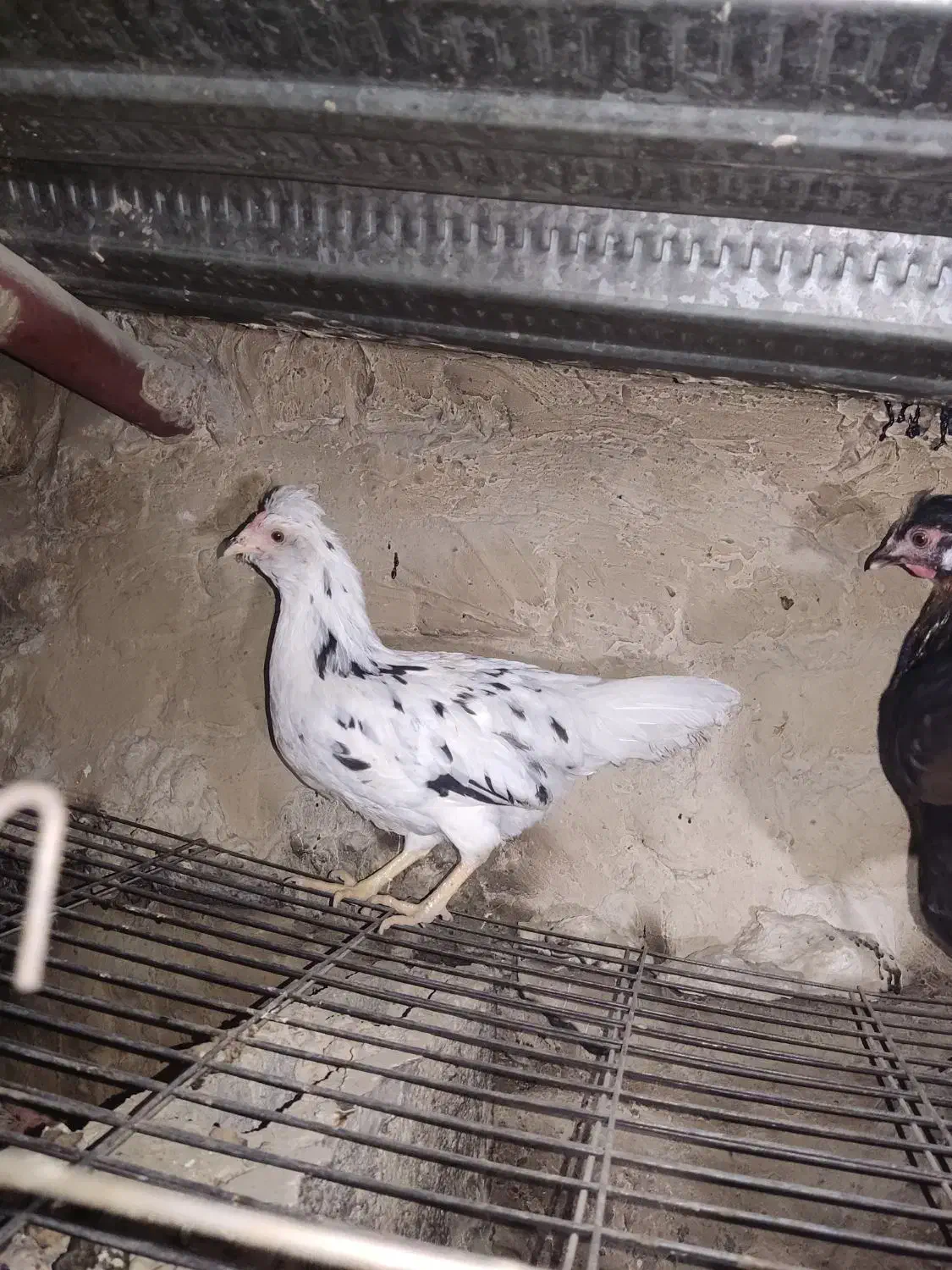 یک عدد خروس گلین و هفت عدد مرغ گلین|حیوانات مزرعه|شهریار, رزکان|دیوار