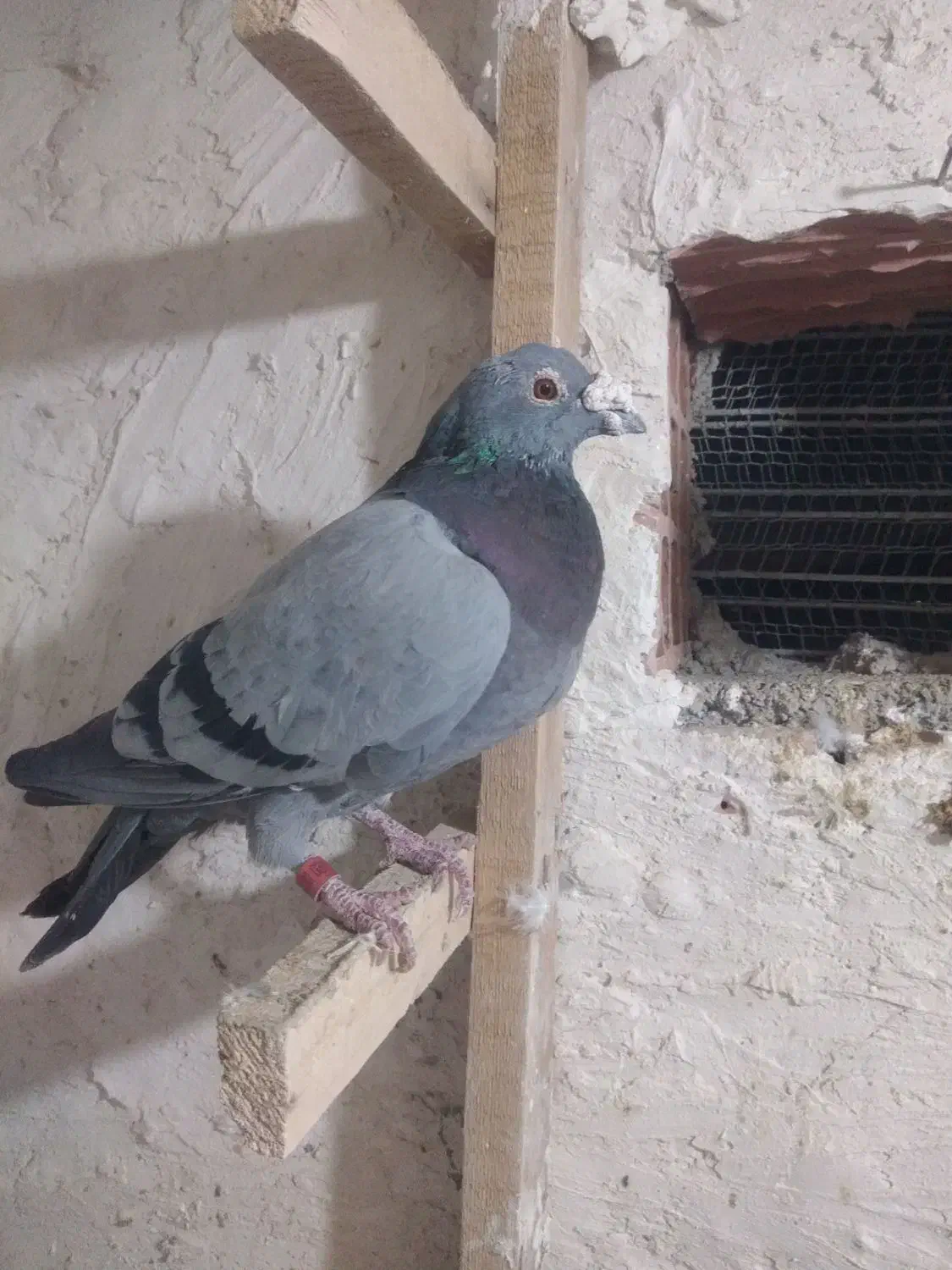 پرنده|پرنده|شیروان (خراسان), |دیوار