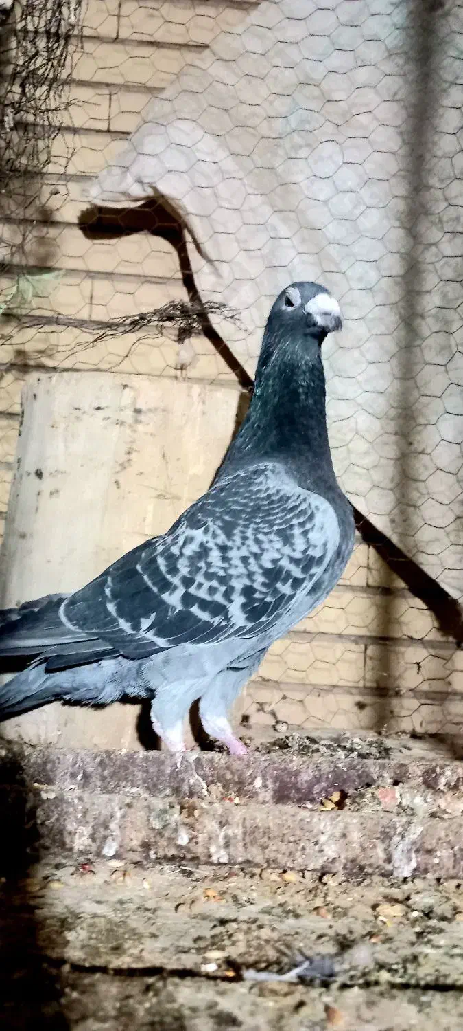 نر مگس آخرت|پرنده|زابل, |دیوار