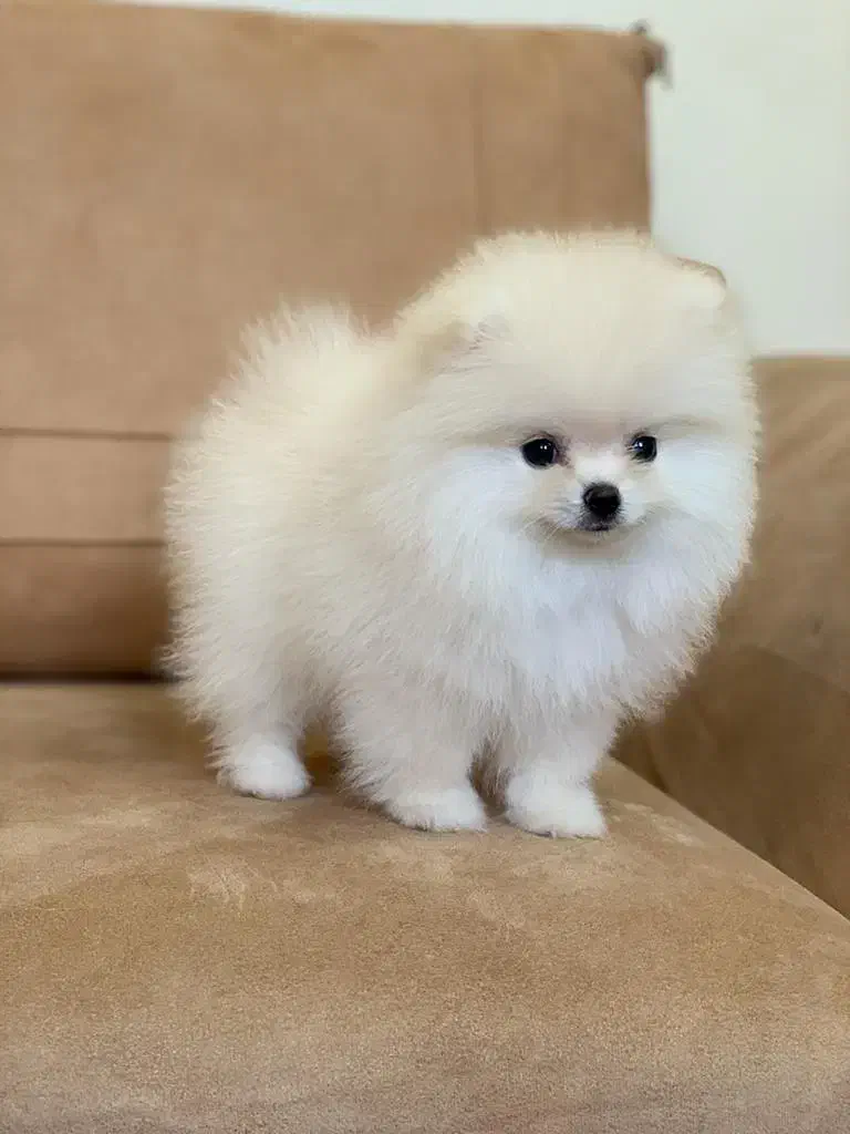 سگ پامرانین خرسی مینیاتوری|سگ|تهران, خلیج فارس|دیوار