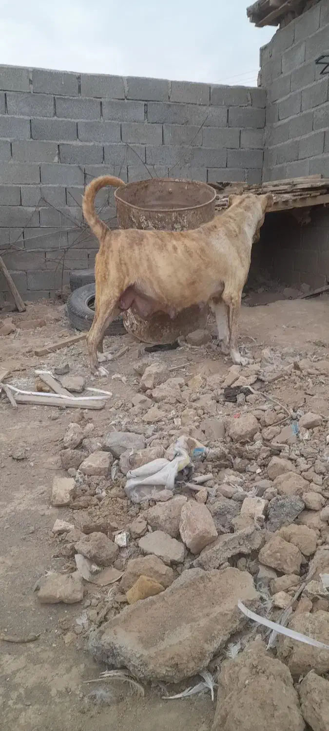 واگذاری ماده درجه یک|سگ|کاشمر, |دیوار