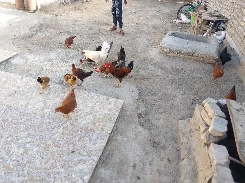 مرغ وخروس جوجه محلی|حیوانات مزرعه|زابل, |دیوار