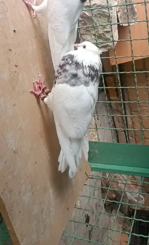 کبوتر|پرنده|ایذه, |دیوار