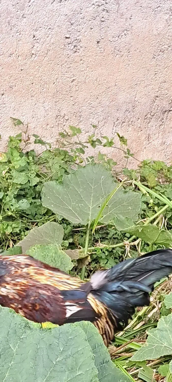 خروس فروشی|حیوانات مزرعه|رشت, بالاکویه|دیوار