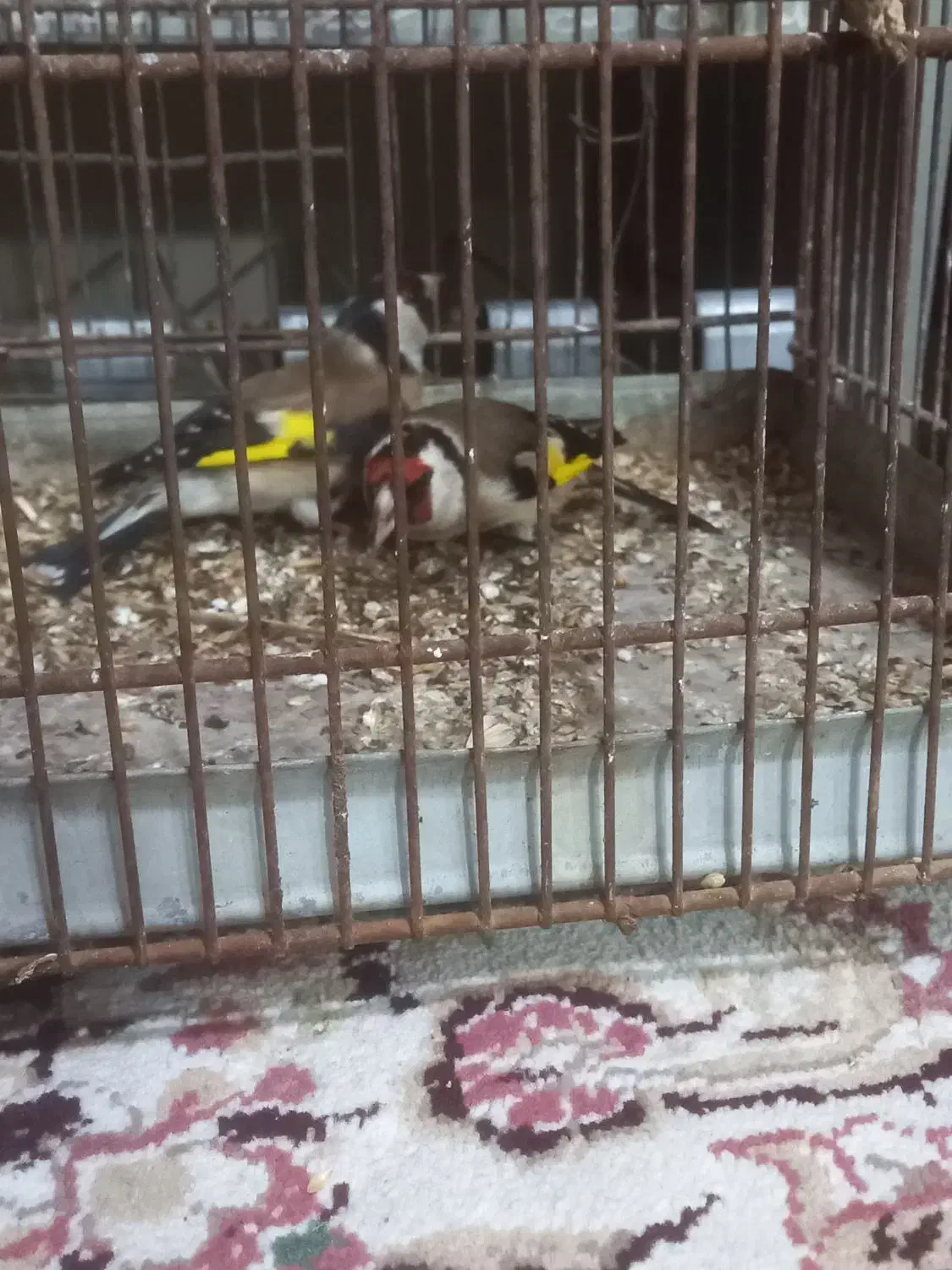 11111|پرنده|اردبیل, |دیوار