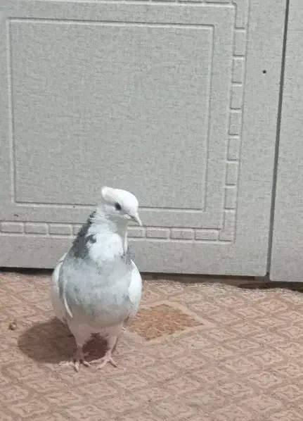 کفتر طوق سور کلایی|پرنده|بم, |دیوار