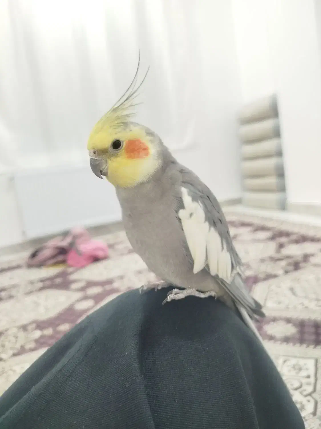 عروس هلندی|پرنده|سقز, |دیوار