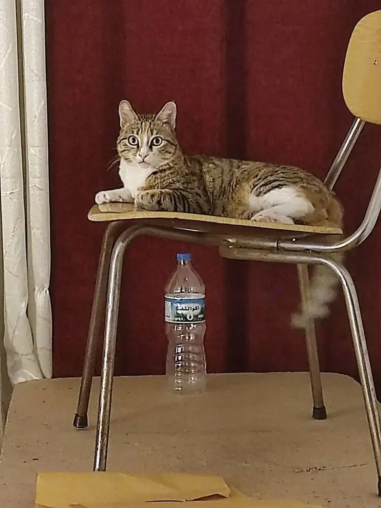 گربه دی اس اچ واگذاری|گربه|محمدشهر, شهرک پیام (مهرالبرز)|دیوار