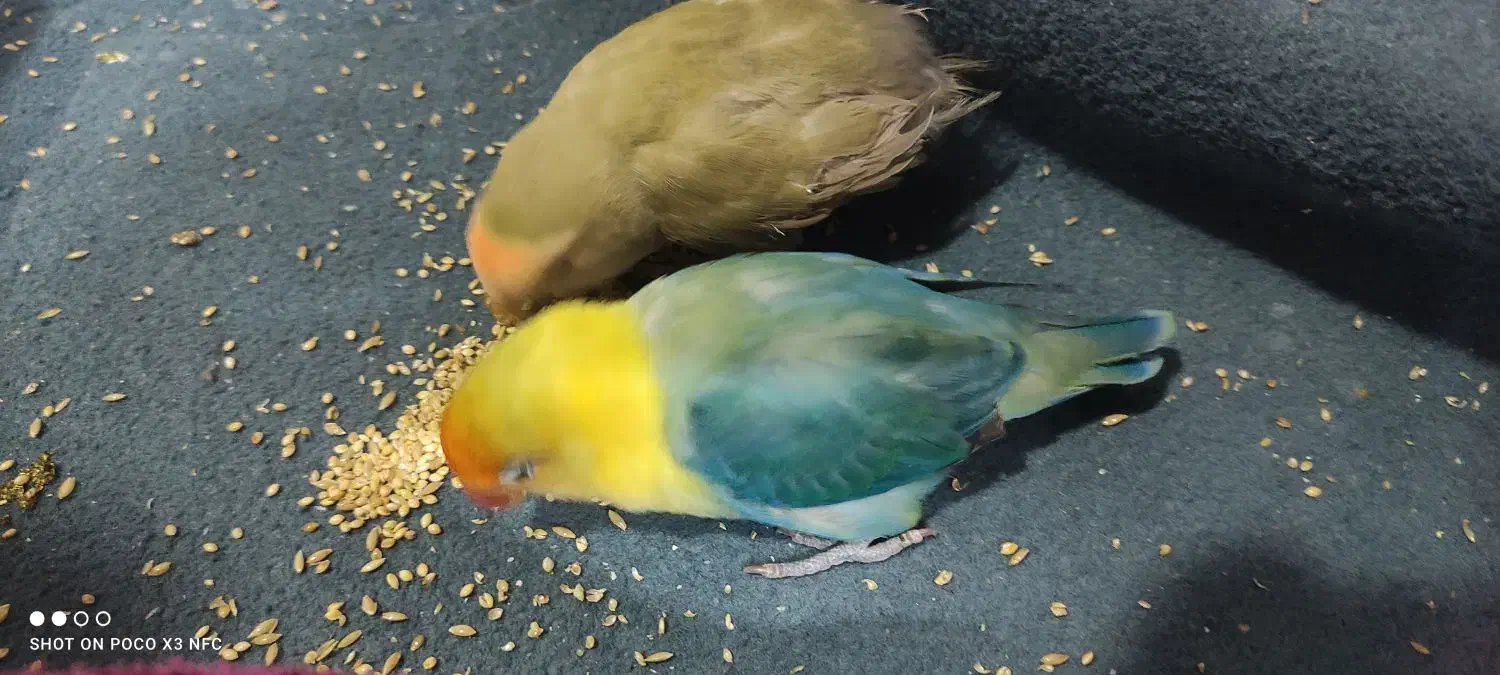 طوطی کوتوله برزیلی|پرنده|برازجان, |دیوار