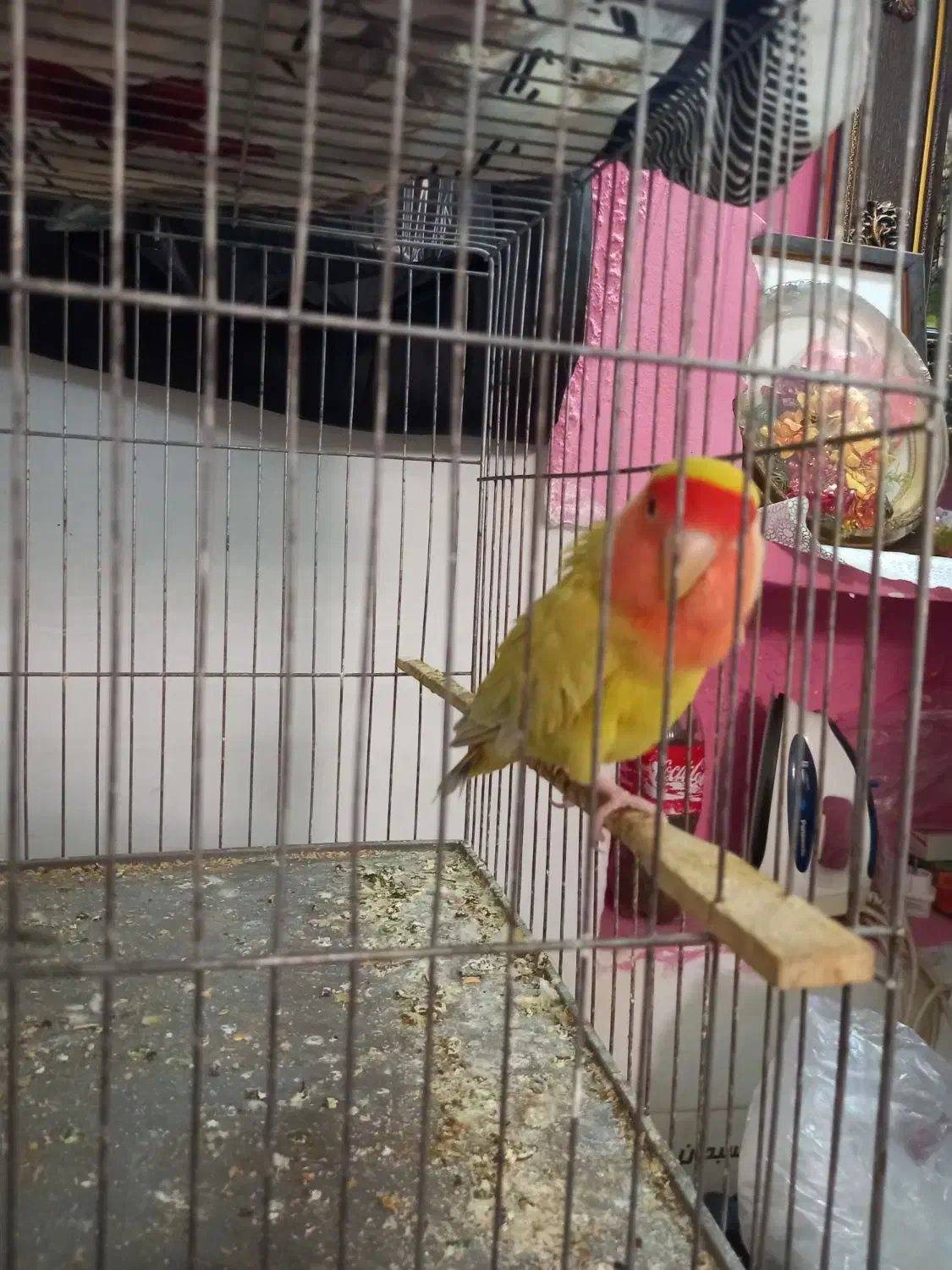 پرنده|پرنده|یزد, |دیوار