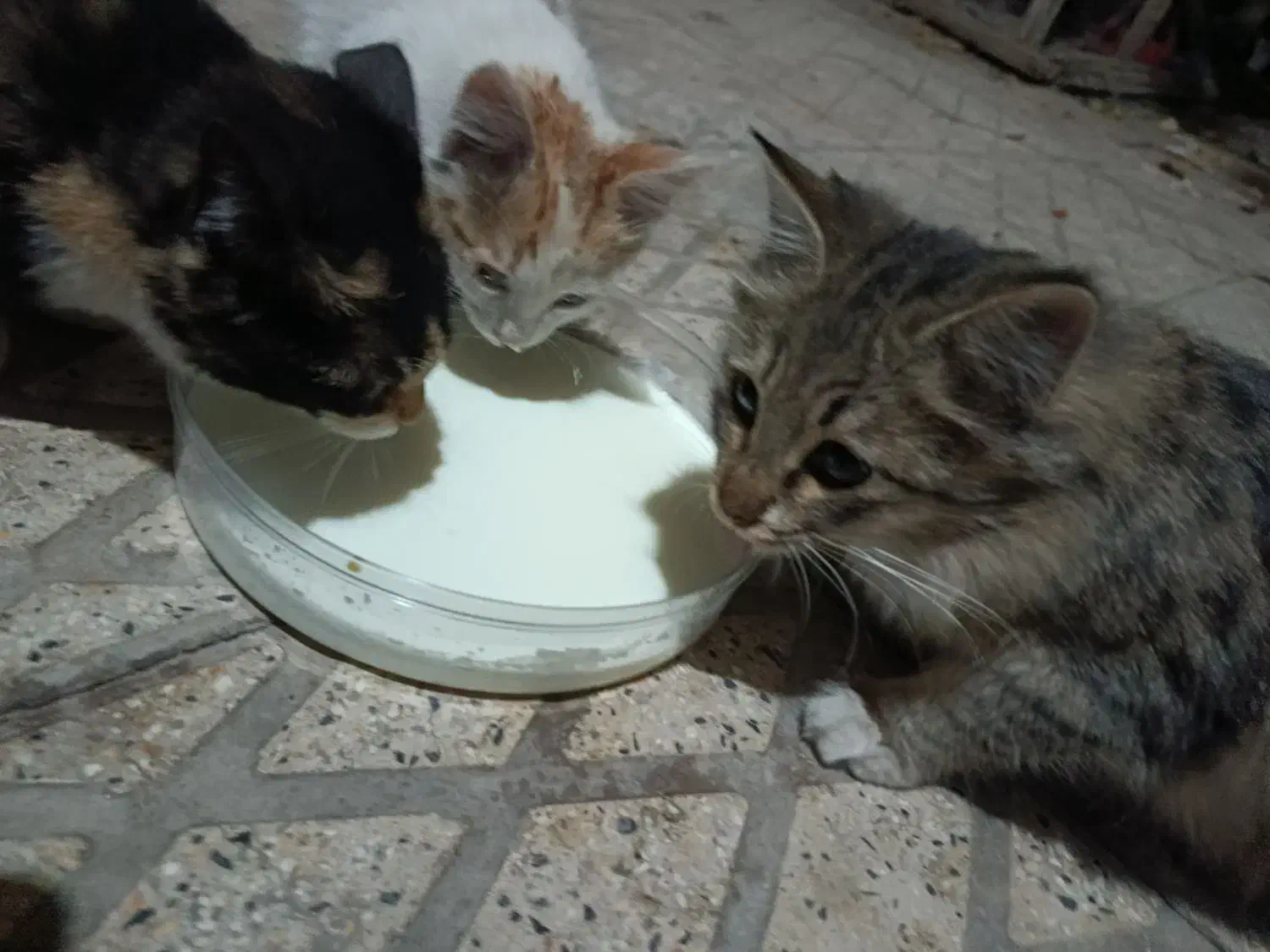 گربه خانگی|گربه|مراغه, |دیوار