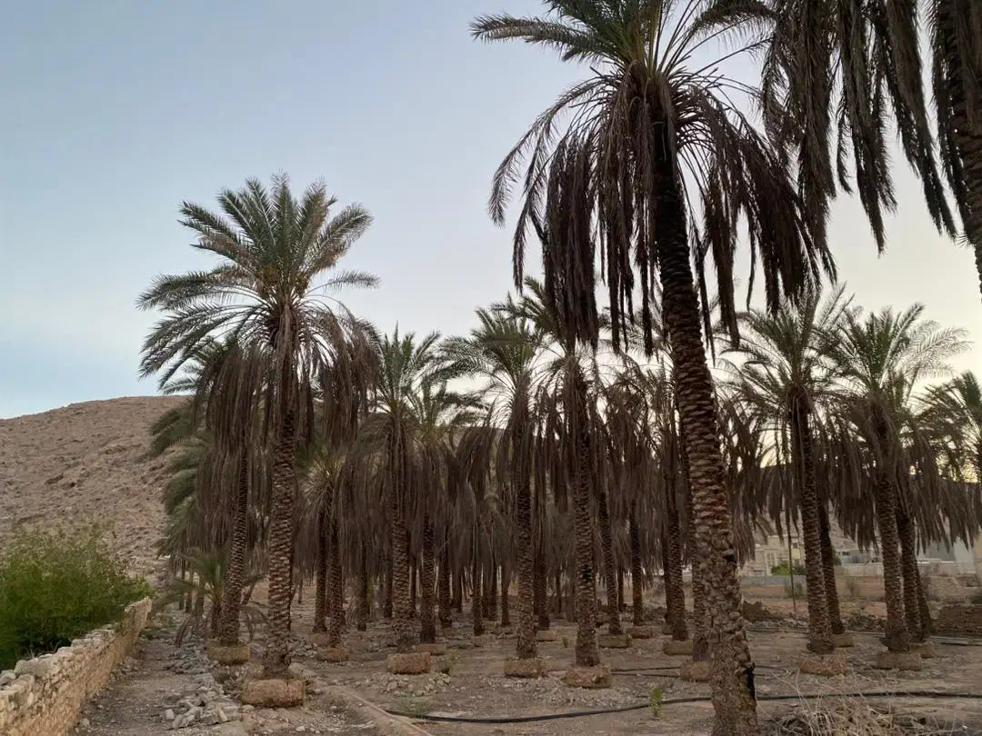 قطع و برش رایگان نخل|خدمات باغبانی و درختکاری|کازرون, |دیوار