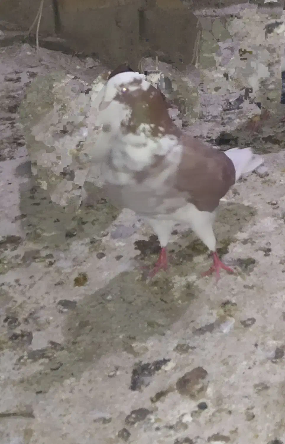 دو عدد کبوتر نر|پرنده|نمین, |دیوار