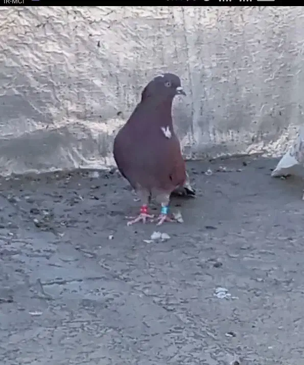 10 عدد کبوتر پرشی ذات دار|پرنده|بانه, |دیوار