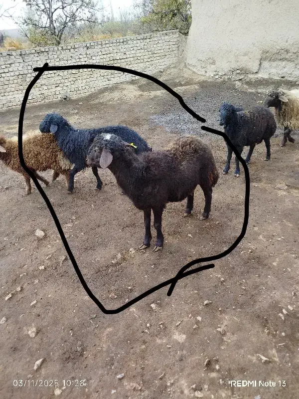 دو عدد بره قوچ افشاری اصل|حیوانات مزرعه|قوچان, |دیوار