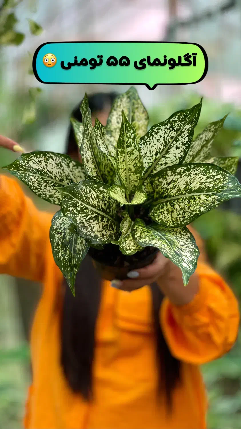 فروش تک و عمده انواع زاموفیلیا پتوس آگلونما|گل و گیاه طبیعی|نشتارود, |دیوار