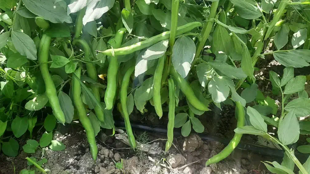 بذر باقلا رقم برکت یکتا بذر|عمده‌فروشی|ششده و قره بلاغ, |دیوار