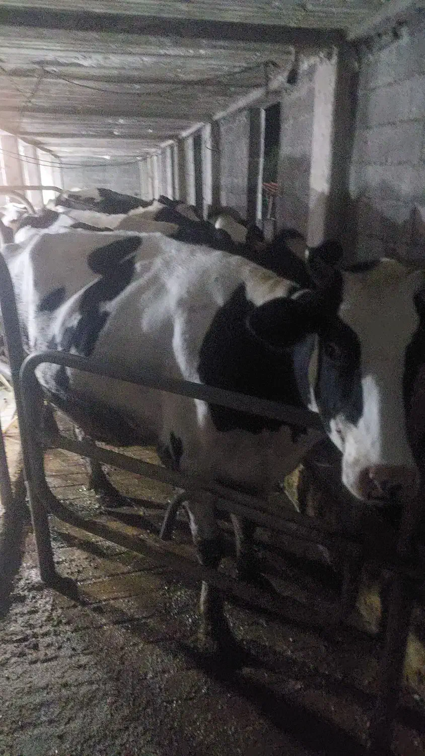 کارگر گاوداری|استخدام سرایداری و نظافت|تهران, اکباتان|دیوار