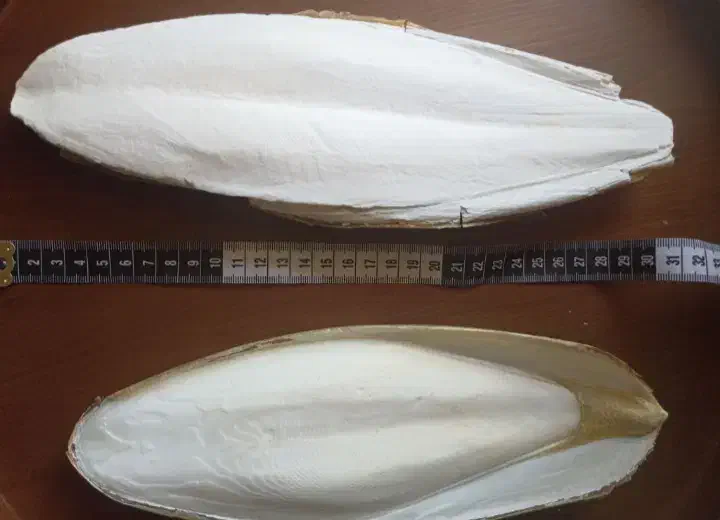 کف دریا|لوازم جانبی حیوانات|تهران, مولوی|دیوار