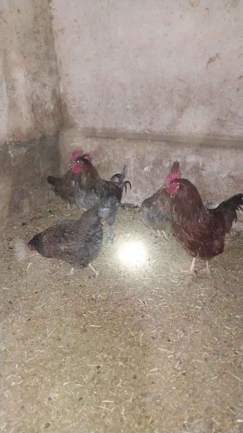 مرغ خروس|حیوانات مزرعه|قم, امامزاده ابراهیم|دیوار