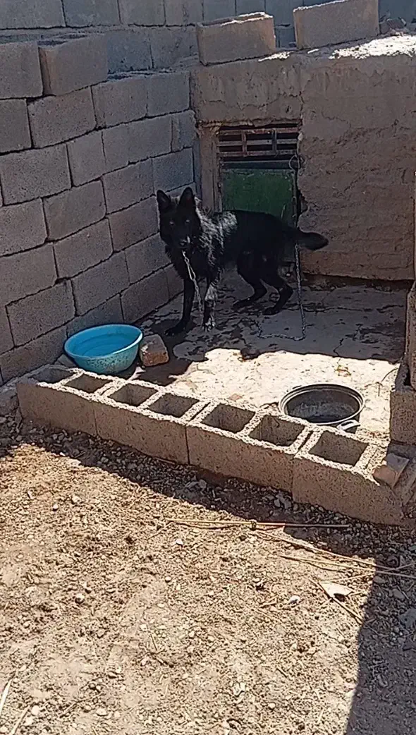 ژرمن بلک شولاین|سگ|کرمان, |دیوار