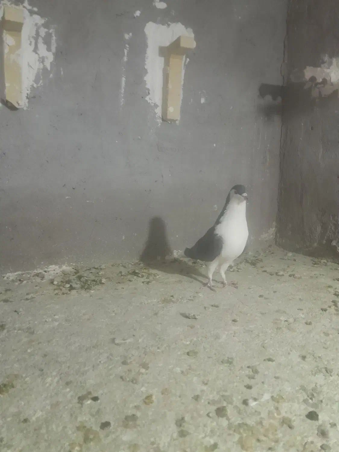 کفتر|پرنده|زرند, |دیوار