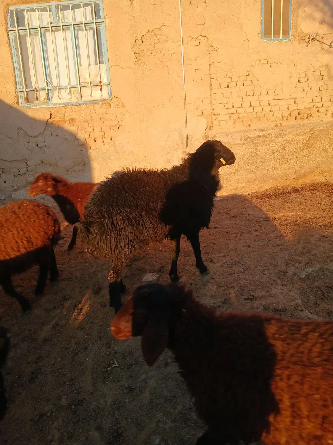 یک راس قوچ همو دوساله  جوان سرحال|حیوانات مزرعه|آبکوه, |دیوار