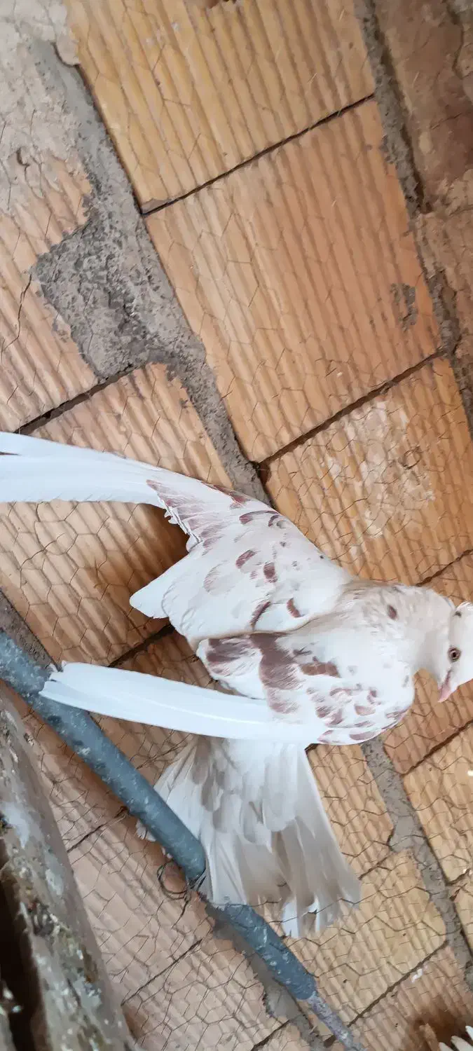 کفتر|پرنده|قم, نیروگاه|دیوار