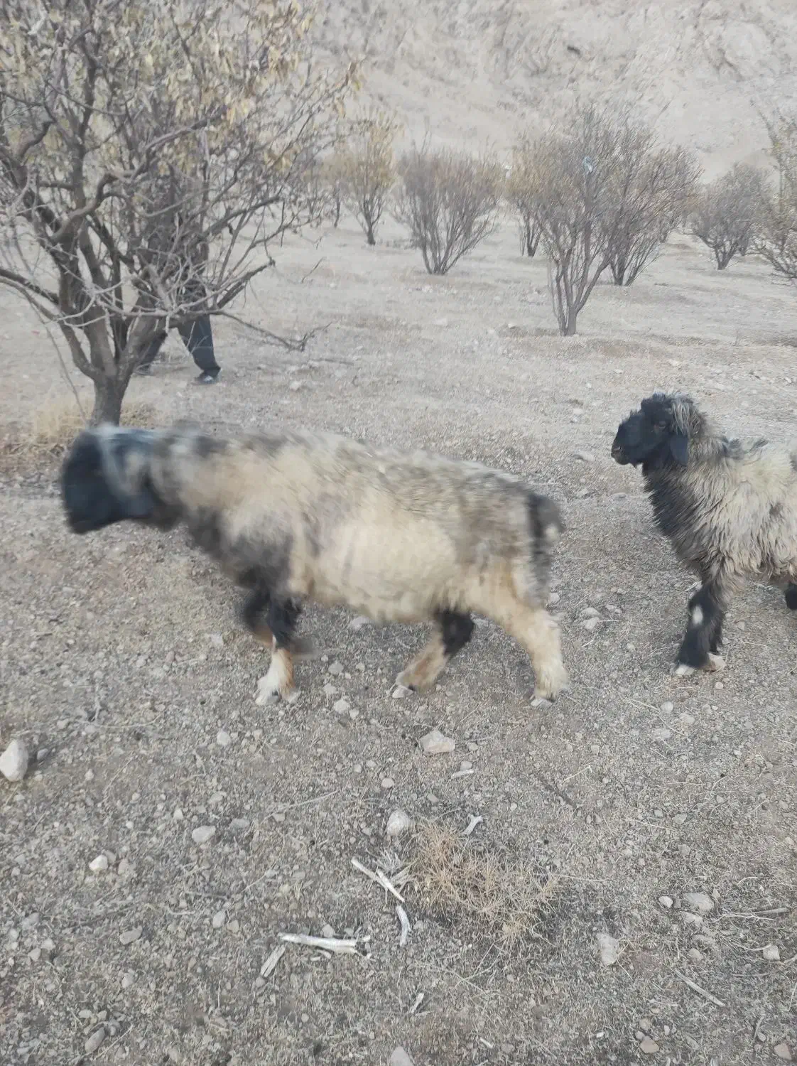 قوچ گله داری فروشی|حیوانات مزرعه|بلداجی, |دیوار