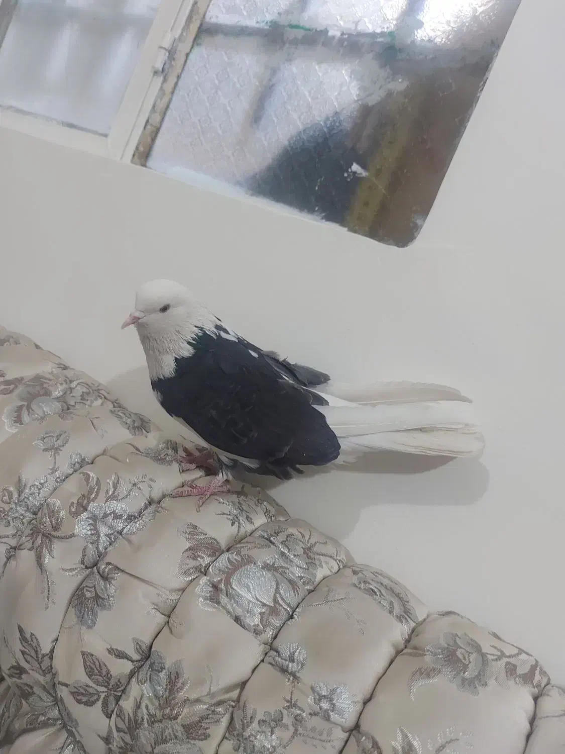 کفتر پرشی|پرنده|شهریار, شهرک شاهد|دیوار