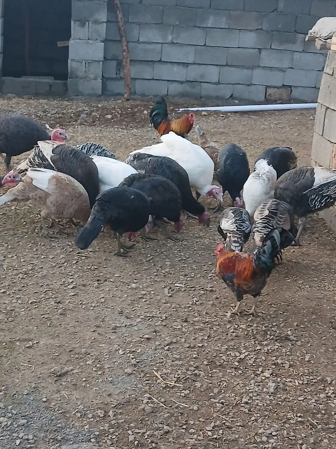 بوقلمون محلی|حیوانات مزرعه|روانسر, |دیوار