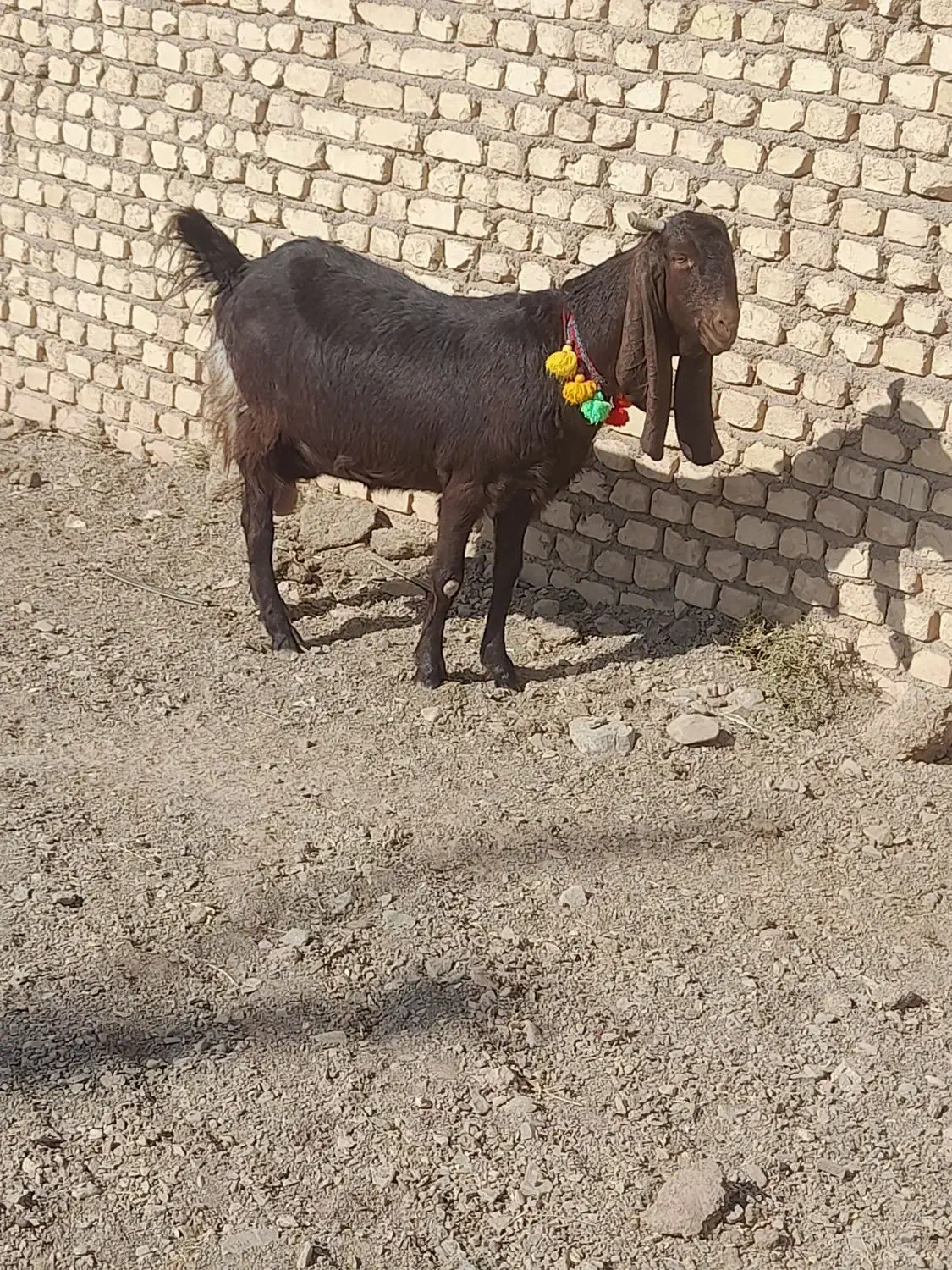 بز پاکستانی|حیوانات مزرعه|بردسکن, |دیوار