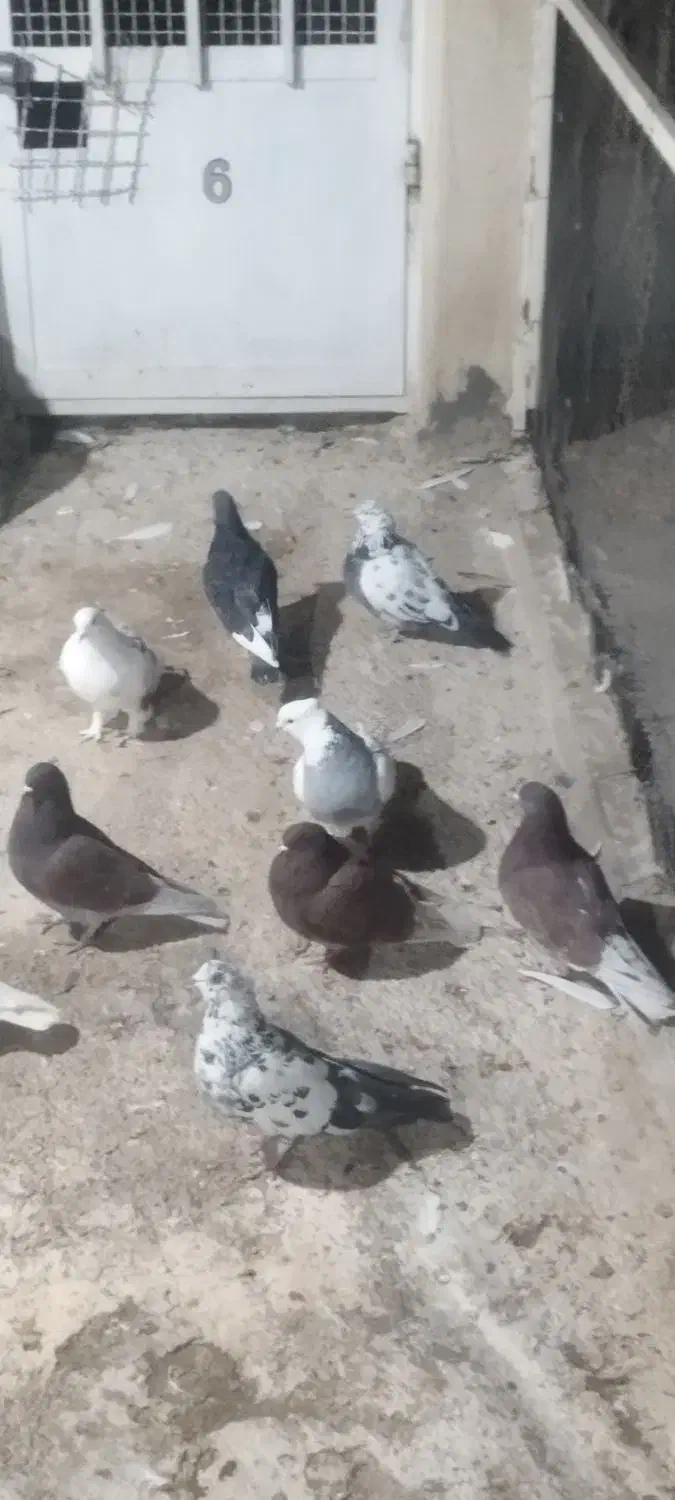 کبوتر فروشی|پرنده|محمدشهر, شهرک پیام (مهرالبرز)|دیوار