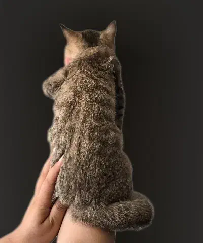 گربه بریتیش|گربه|تهران, مشیریه|دیوار