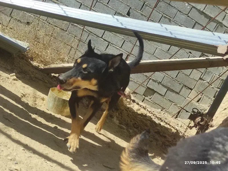 واگذاری|سگ|شیروان (خراسان), |دیوار